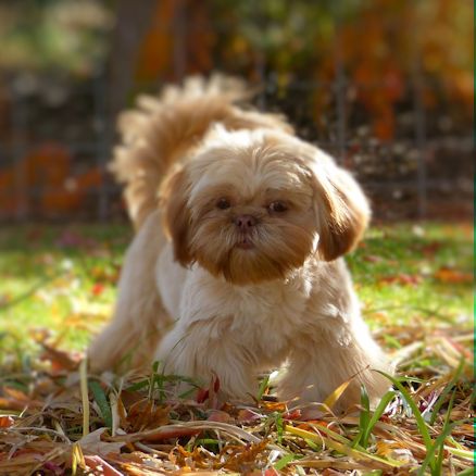 Shih Tzu